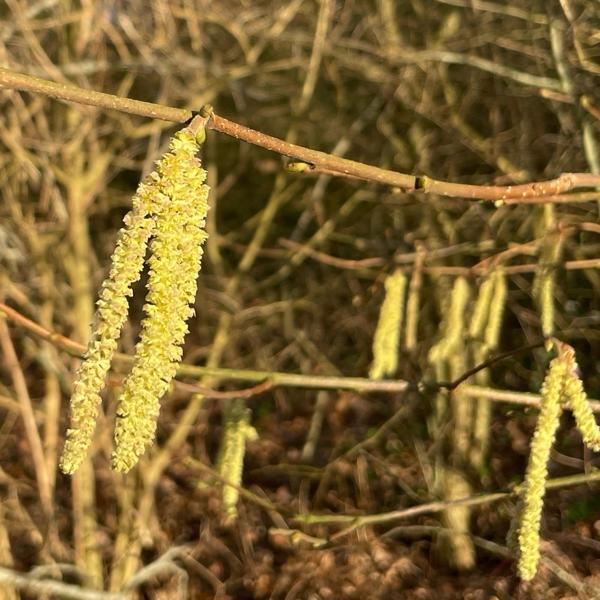 <h3>Corylus avellana / Hazel / Hazelaar</h3>
